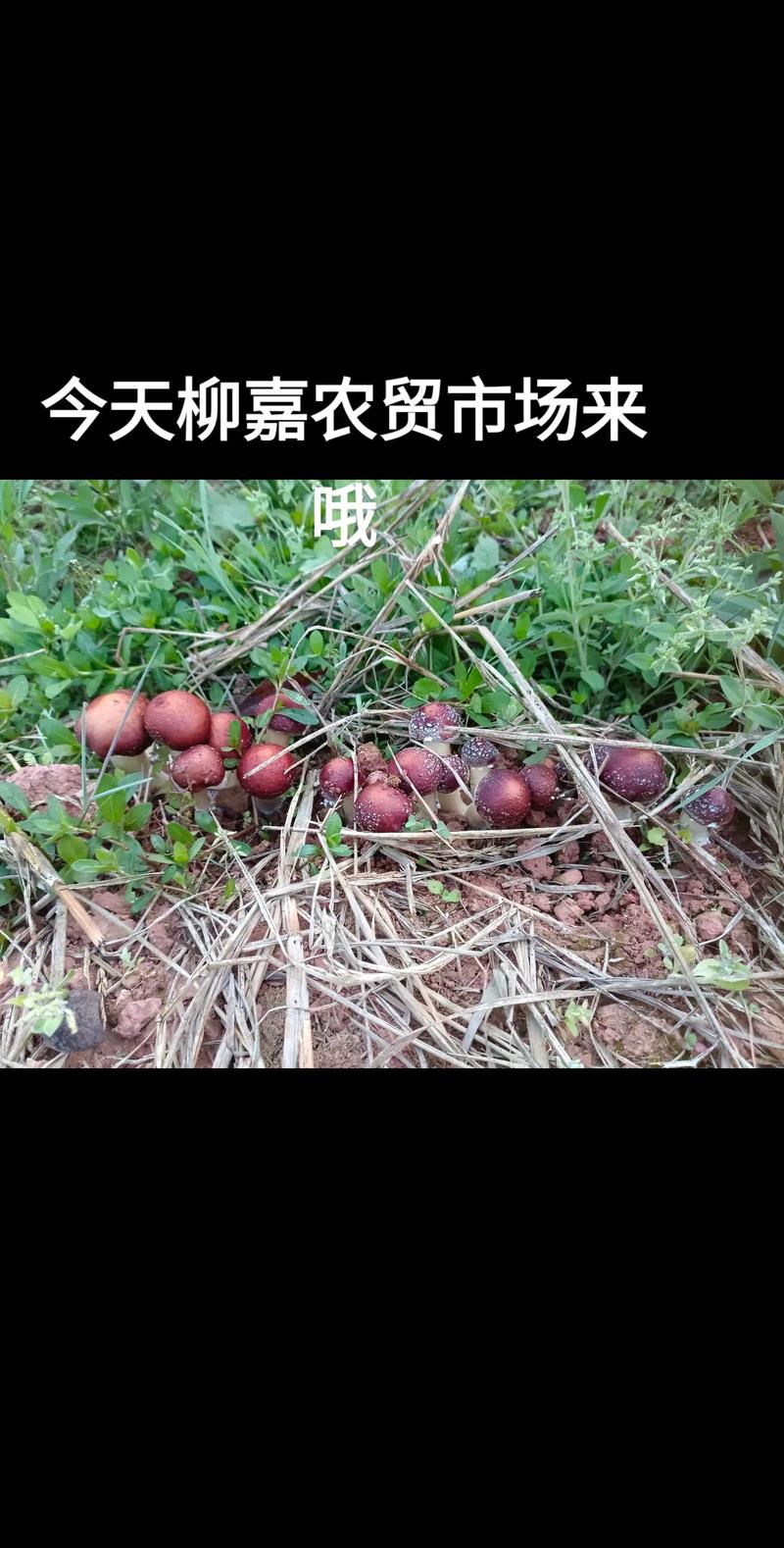 #优质农产品原产地