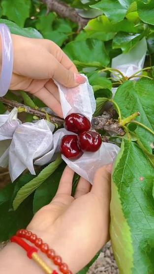 裕农果袋厂专注果蔬套袋生产研发 为您的果实丰收保驾护航裕农品牌 值